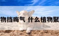 什么植物挡晦气 什么植物聚财挡煞