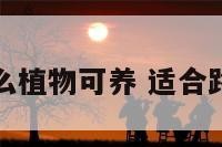 路边有什么植物可养 适合路边的植物