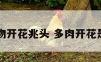 多肉植物开花兆头 多肉开花是好事吗