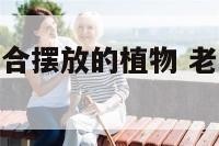 老板办公室适合摆放的植物 老板办公室适合放什么植物