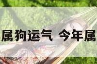 查下今年属狗运气 今年属狗人运气