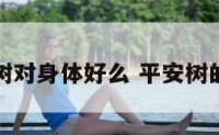 平安树对身体好么 平安树的用意