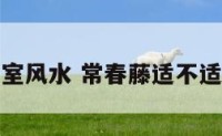 常春藤卧室风水 常春藤适不适合放卧室