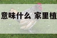 家里植物枯萎意味什么 家里植物枯萎是挡灾吗