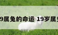19属兔的命运 19岁属兔