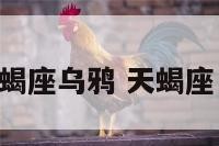 天蝎座乌鸦 天蝎座 鹰