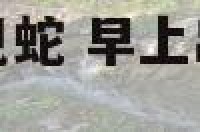 属虎早上出门看见蛇 早上出生的属虎人是上山虎还是?