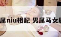 男属马女属niu相配 男属马女属牛配吗?