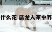 属龙家里养什么花 属龙人家中养什么花旺财