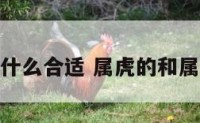 属虎和属什么合适 属虎的和属什么最好