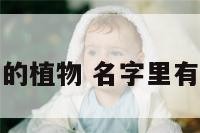 名字有狗的植物 名字里有狗的动物