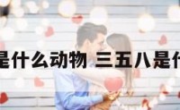 三五八是什么动物 三五八是什么数字
