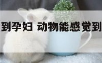 动物能感觉到孕妇 动物能感觉到孕妇的心跳吗