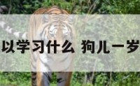 狗一岁可以学习什么 狗儿一岁多能教他