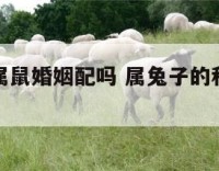 属兔子和属鼠婚姻配吗 属兔子的和属鼠的结婚好不好