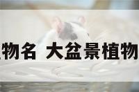 大盆景植物名 大盆景植物名字大全