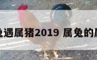 属兔遇属猪2019 属兔的属猪