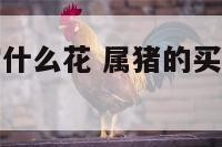 属猪的人适宜什么花 属猪的买什么花放在家里好