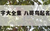 八哥鸟起名字大全集 八哥鸟起名字大全集图片