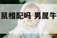 男属牛和女属鼠相配吗 男属牛和女鼠在一起合适吗