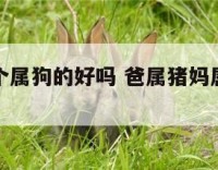 爸属猪生个属狗的好吗 爸属猪妈属狗生个虎宝宝