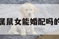 属猴男和属鼠女能婚配吗的简单介绍