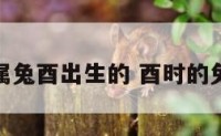 属兔酉出生的 酉时的兔