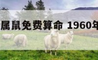 1960年属鼠免费算命 1960年出生鼠年运势