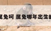 属兔呵 属兔哪年出生的