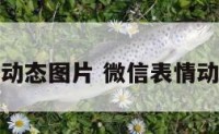 微信表情小动态图片 微信表情动态图片做爱