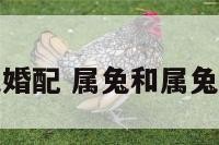 属兔和属兔婚配 属兔和属兔婚配可以吗