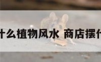 商店放什么植物风水 商店摆什么花好