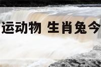 今年属兔的幸运动物 生肖兔今年的幸运数字和颜色