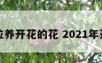 开运位养开花的花 2021年开运花