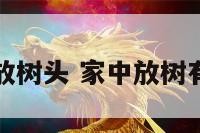 家居能否摆放树头 家中放树有什么讲究吗