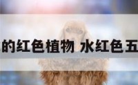 五行属水的红色植物 水红色五行属什么