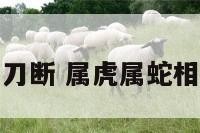 属虎属蛇如刀断 属虎属蛇相克怎么破解