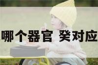 癸是哪个器官 癸对应身体