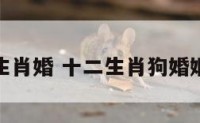 狗与十二生肖婚 十二生肖狗婚姻最佳搭配