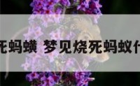 解梦烧死蚂蟥 梦见烧死蚂蚁什么意思