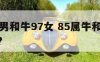 属牛85男和牛97女 85属牛和97属牛的配吗?