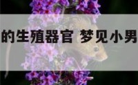 梦到小男孩的生殖器官 梦见小男孩的生殖部位