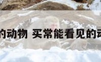 见的动物 买常能看见的动物