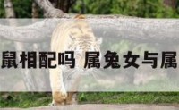 属兔女与属鼠相配吗 属兔女与属鼠的合不合