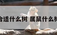 属鼠合适什么树 属鼠什么树招财