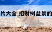招财盆景图片大全 招财树盆景的养殖方法和注意事项