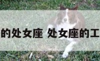 办公室的处女座 处女座的工作搭档