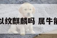 属牛的可以纹麒麟吗 属牛能纹麒麟吗