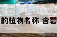 带碧字的植物名称 含碧的名字