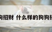 狗狗招财 什么样的狗狗招财